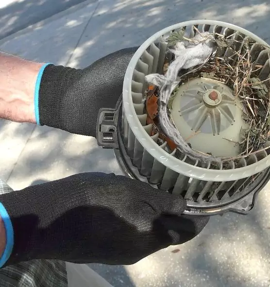 About Air Duct Rat Removal in Pinellas Park, FL